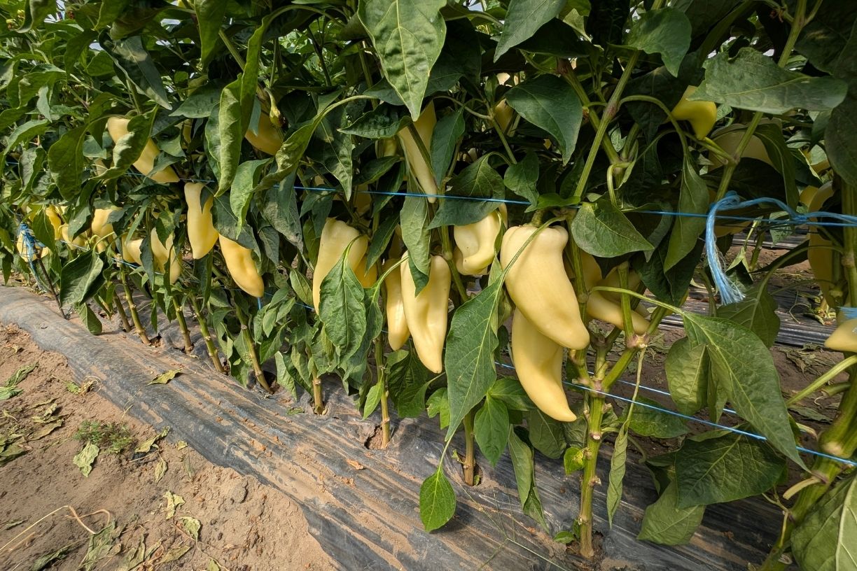 Erősen terhelt tv-paprika