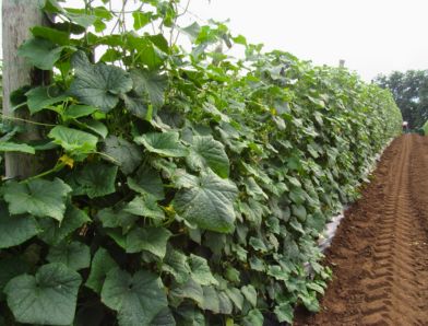 Vége az uborkaszezonnak!