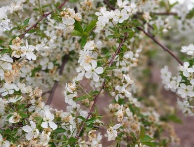 Bizonytalanság a gyümölcsösökben – mit tehetünk a fagyok után?