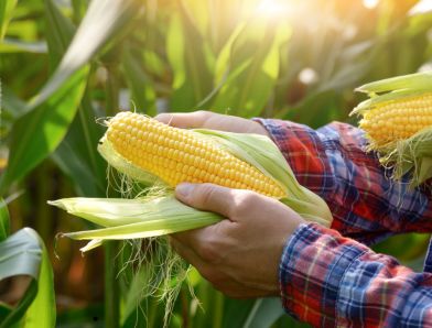 Ne bízza a véletlenre – így lehet eredményes a kapások termesztése idén